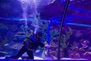 Aquarium Maintenance