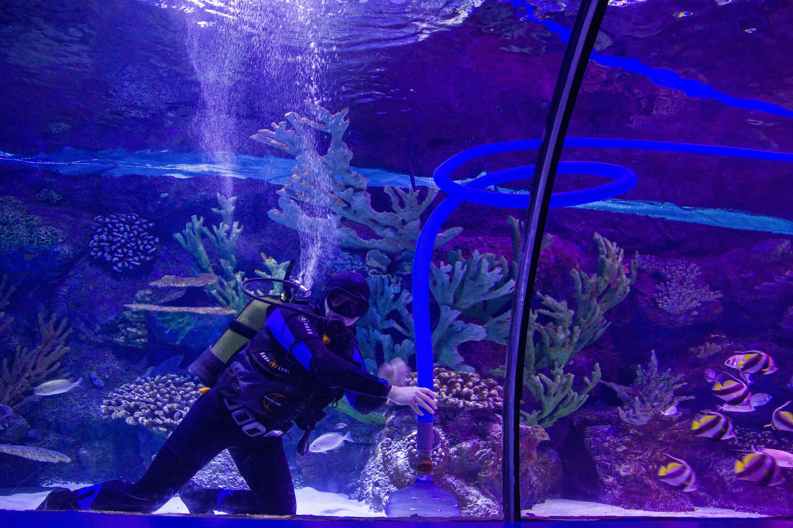 Aquarium Maintenance