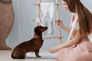 Daily Pet Care