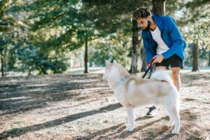 Dog Training Services